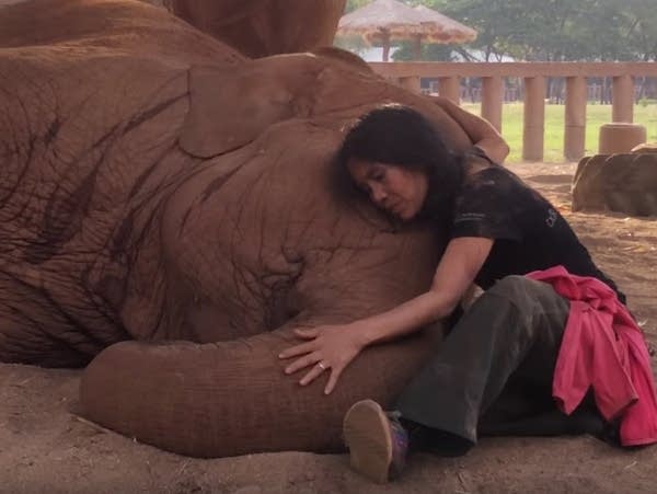 Elephants love lullabies too