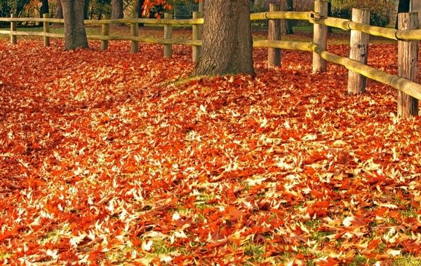 Poster Autumn leaves