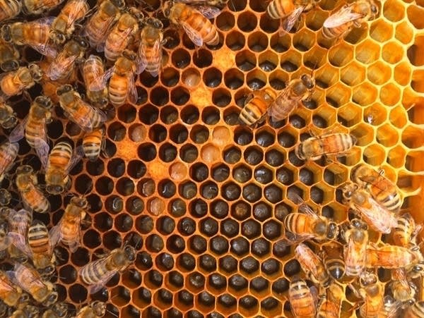 Poster Bee-Sharp Honeybee