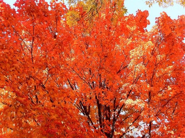 With summer over, it's time for classical autumn