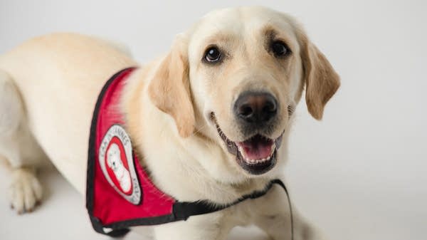 Poster Can Do Canines