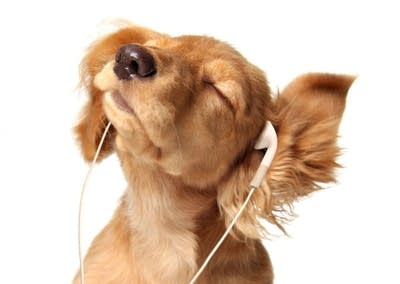 Pets and music
