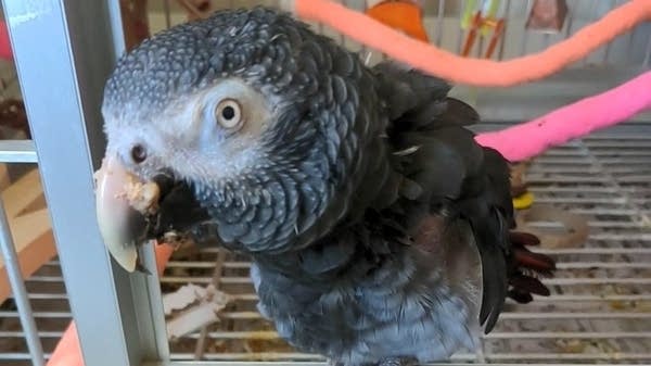 Remembering Rascal, classical music’s feathered fan