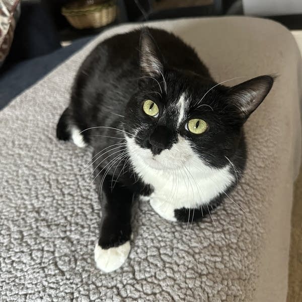 Fur, Feathers and Flutes pets 05